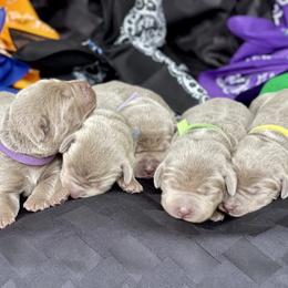 Dilute Retrievers from Crowley’s Ridge Silver Labs