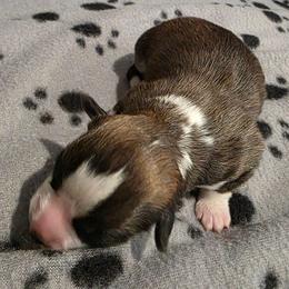 Frisky - Sable female Pembroke Welsh Corgi puppy in Clever, Missouri from Creme De La Creme Corgis