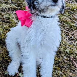 Double Doodle Puppies from Breedlove Mtn Doodles