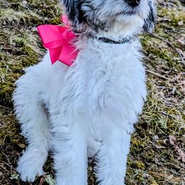 Double Doodle Puppies from Breedlove Mtn Doodles