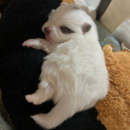Chandler - Blue parti male Pomeranian puppy in Plano, Texas from Pom Frenzy