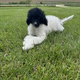 Bernedoodle, Goldendoodle, and Poodle Puppies from Country View Bernedoodles and Goldendoodles