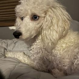 Sassy - Poodle