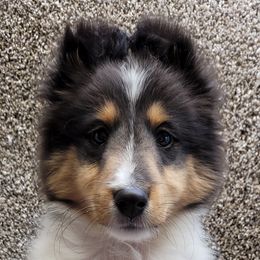 Miniature Schnauzers and Shetland Sheepdogs from Sassy's Classy Canines