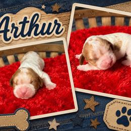 Arthur - Blenheim male Cavalier King Charles Spaniel puppy in Clinton, Oklahoma from Enchanted Spaniels
