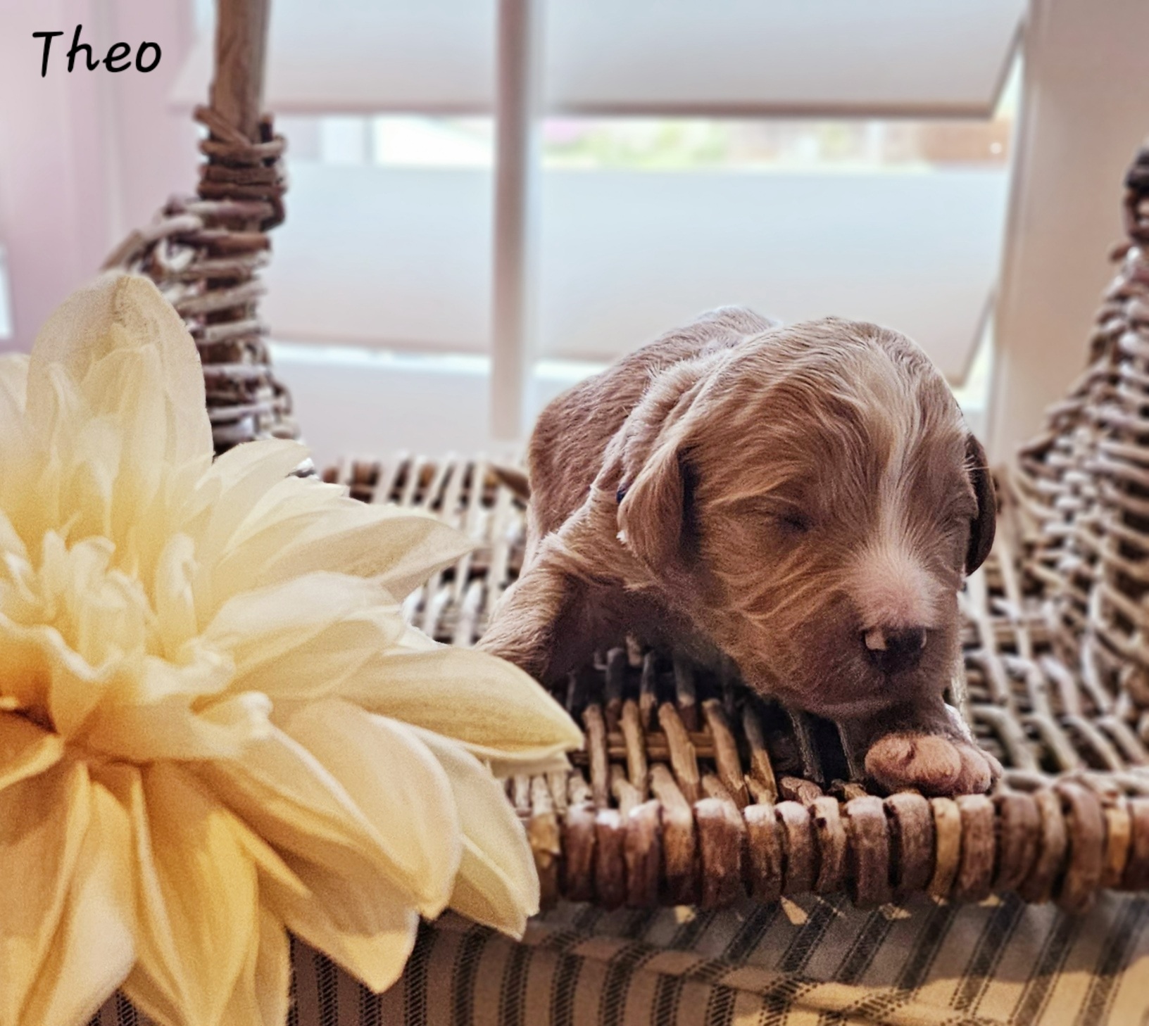 Double Doodles, Goldendoodles, and Labradoodles from The Doodle Ranch-California