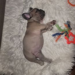 French Bulldog Puppies from Culichitown Frenchies