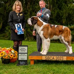 Bean - Saint Bernard