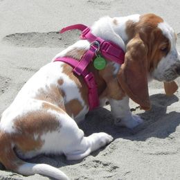 Basset Hound Puppies from Houndful Hearts