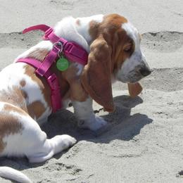 Basset Hound Puppies from Houndful Hearts