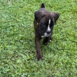 Yellow collar - Brindle female Boxer puppy in Tennessee from Bellmont Boxers East TN