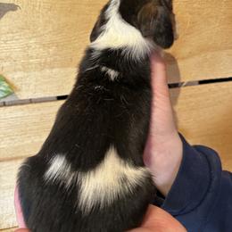 Male 4 - Black brown and white male Basset Hound puppy in Lindley, New York from Hill Top Basset Hounds & Cane Corso