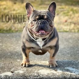 Lonnie - French Bulldog