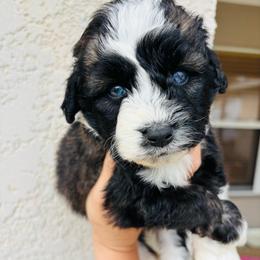 Sable Female- blue eyes - Sable female Aussiedoodle puppy in Spring Hill, Florida from Pawprint Dreams Boarding and Kennel