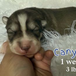 Canyon - Red and white male Siberian Husky puppy in Florence, Kentucky from Moonlight Howl Huskies