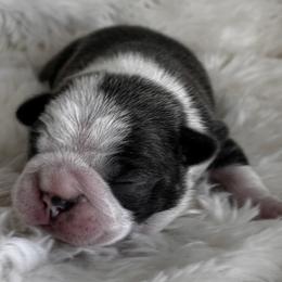 Izzy's blue boy - Blue male Boston Terrier puppy in Yakima, Washington from Barnett’s AKC Boston Terriers