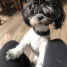 Shih Tzu All Grown Up from Jeanniebelle’s Sweet Shih Tzus