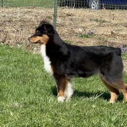 Autumn - Black tri-color female Australian Shepherd puppy in Poland, Indiana from Riverstone