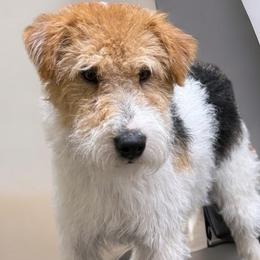 Wire Fox Terriers from A day in the life of a wire fox terrier