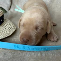 Callie - Yellow female Labrador Retriever puppy in Grants Pass, Oregon from KnR Antler Dogs ~ Labrador Retrievers & Corgis