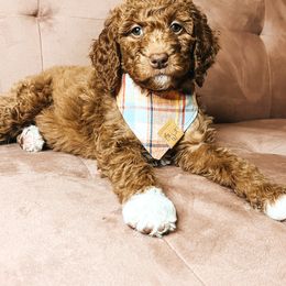 Goldendoodle Puppies from The Doting Doodle