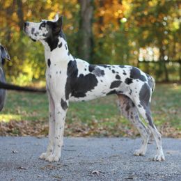 Muffin - Great Dane