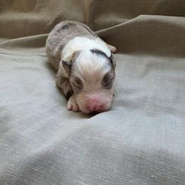 Buzz - Blue merle male Border Collie puppy in Ripley, Oklahoma from Adventure5 Border Collies