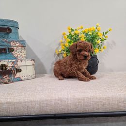 Quadro (AKC) - Red  male Poodle puppy in Rainbow City, Alabama from Spinks Poodles
