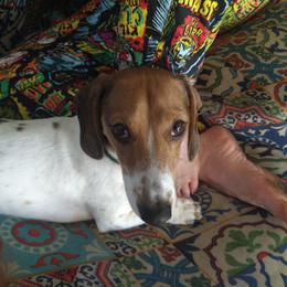 Banjo - Dachshund
