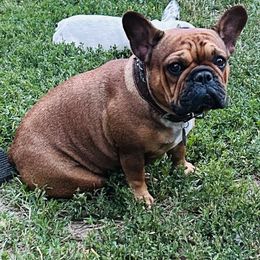 Rosemary - Fawn and white female French Bulldog puppy in Billings, Montana from Sugarloaf French bulldogs