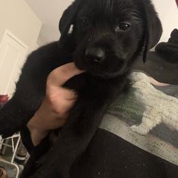 Yellow - Black male Labrador Retriever puppy in Menifee, California from The Golden Leash Kennels