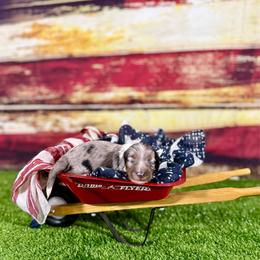 Lemon - Dapple female Dachshund puppy in Westport, Kentucky from Lonestar Creek Farm