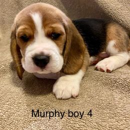 Boy 4 - Black tan and white male Beagle puppy in Needville, Texas from Rancho Robles Kennels