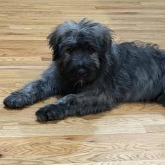 Athena - Bouvier des Flandres