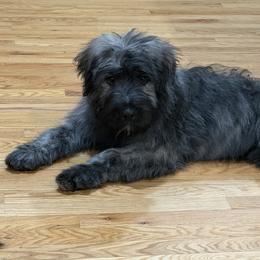 Athena - Bouvier des Flandres