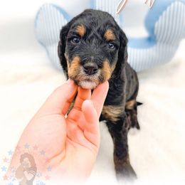 Justice - Phantom female Goldendoodle puppy in California City, California from Summer Sun Doodles