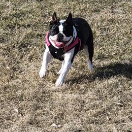 Boston Terrier Puppies from Big Sky Bostons