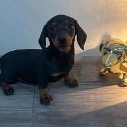 Boo - Black and tan female Dachshund puppy in Waycross, Georgia from Southern Paws