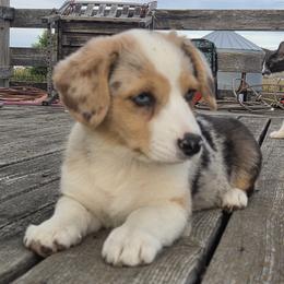 Female 1 - Red merle and white female American Corgi puppy in Portland, North Dakota from Sliding stop corgis