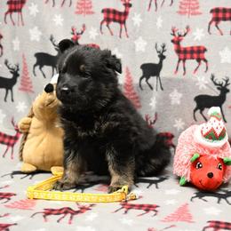 Yellow collar - Bi-color female German Shepherd puppy in Ramsey, Illinois from Haus-Farr German Shepherds