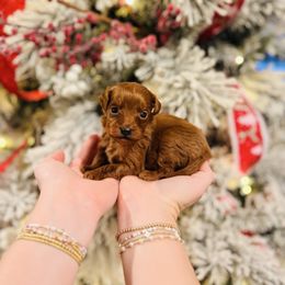 Fraser - Toy Size - Red  male Goldendoodle puppy in Elizabethtown, Kentucky from Reddy Poodles & Doodles
