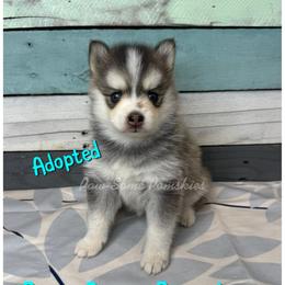 August - waitlist hold - Silver and white female Pomsky puppy in Krum, Texas from Paw-Some Pomskies