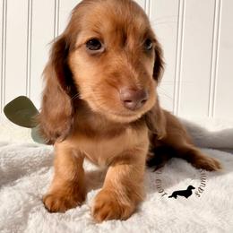 Chocolate and Tan - Chocolate and tan male Dachshund puppy in Nampa, Idaho from Long_and_Low_Dachshunds