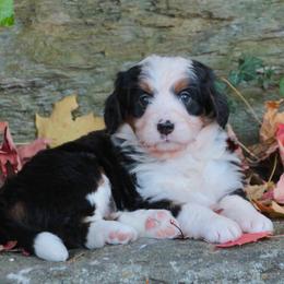 Chloe - Tri-color female Bernedoodle puppy in Lancaster, Pennsylvania from Homestead Bernedoodles