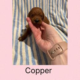 Copper - Red male Irish Doodle puppy in Harrisburg, Arkansas from Ransone’s Ridge Runners Poodles and Doodles