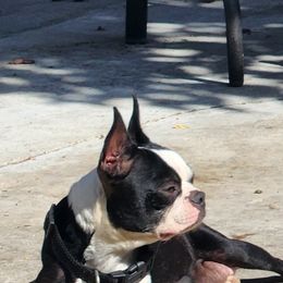 Luna - Boston Terrier