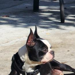 Luna - Boston Terrier