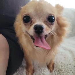Joel - Fawn male Chihuahua puppy in Space Coast, Florida from ChibiChi
