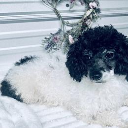 Poodle puppies from Silver Bells Paw Prints