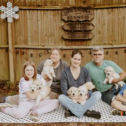 English Setter, Golden Retriever, and Gordon Setter Puppies from Katherine's Gordon Setters, English Setters, and Golden Retrievers